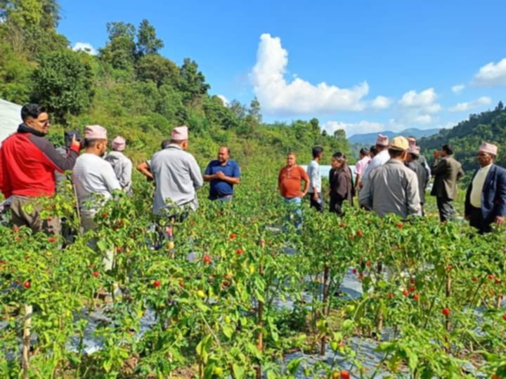 अकबरे खुर्सानी खेतीकाे अध्ययन गर्नलाई गुल्मी धुर्काेटकाे टाेली रिब्दीकाेट भ्रमणमा