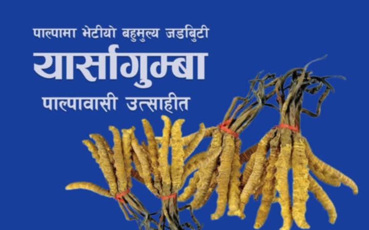 रम्भाकाे रिमिघा लेकमा भेटिएको यार्सागुम्बा : ल्याव परीक्षणमा यार्सागुम्बा भएको पुष्टि
